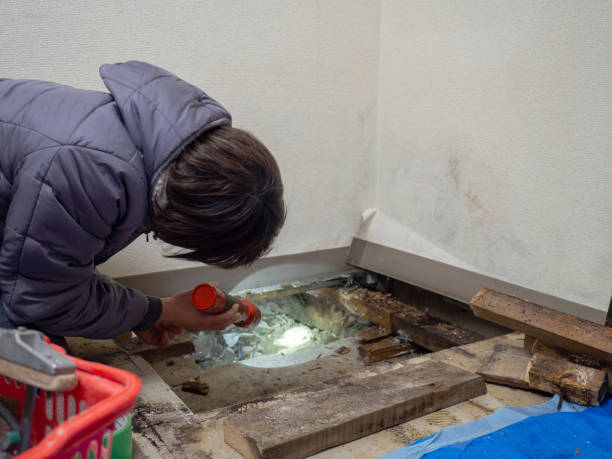 Mold Odor Removal Services in Lead, SD